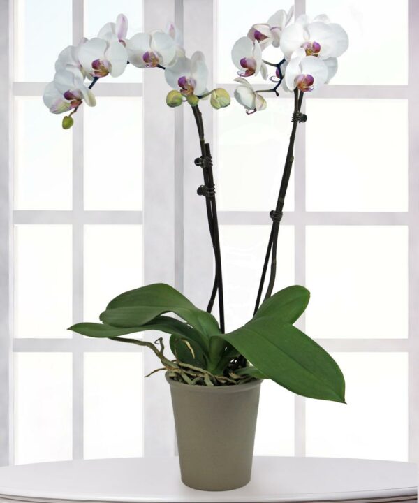 Perfect Peace Orchid Plant
