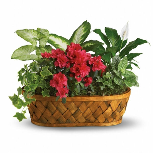 Plants Galore Planter